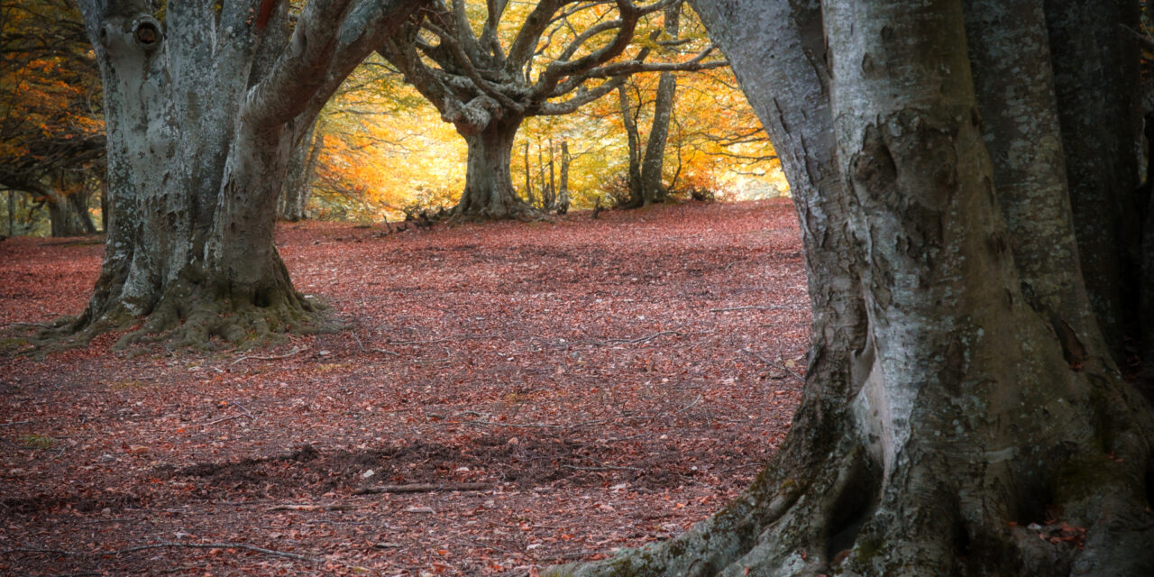 ESCURSIONE FOLIAGE AL MONTE SAN VICINO