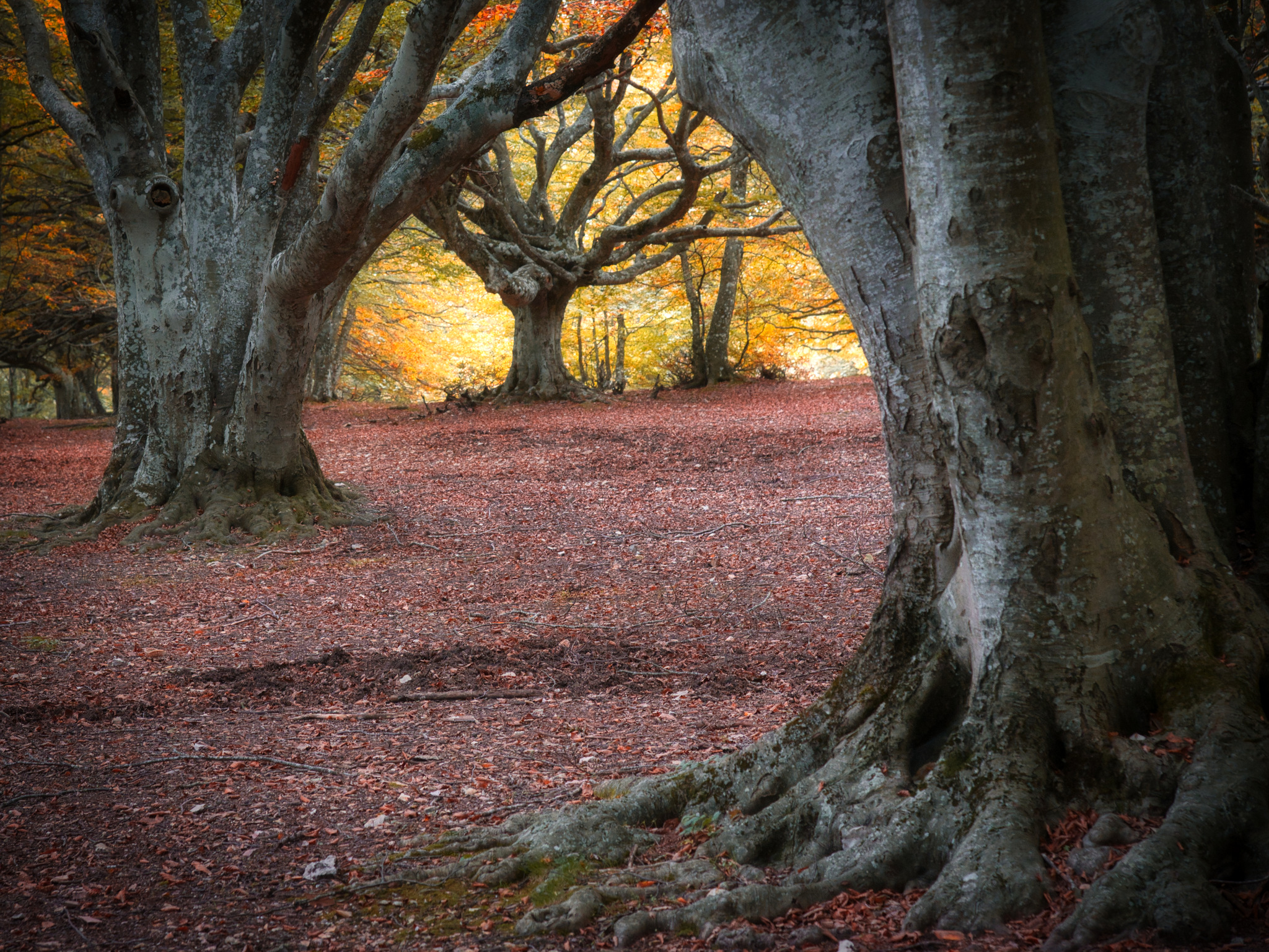 Escursione Foliage al Monte San Vicino