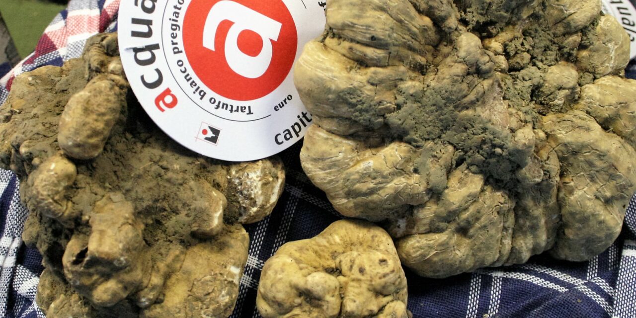 59ª FIERA NAZIONALE DEL TARTUFO BIANCO DI ACQUALAGNA