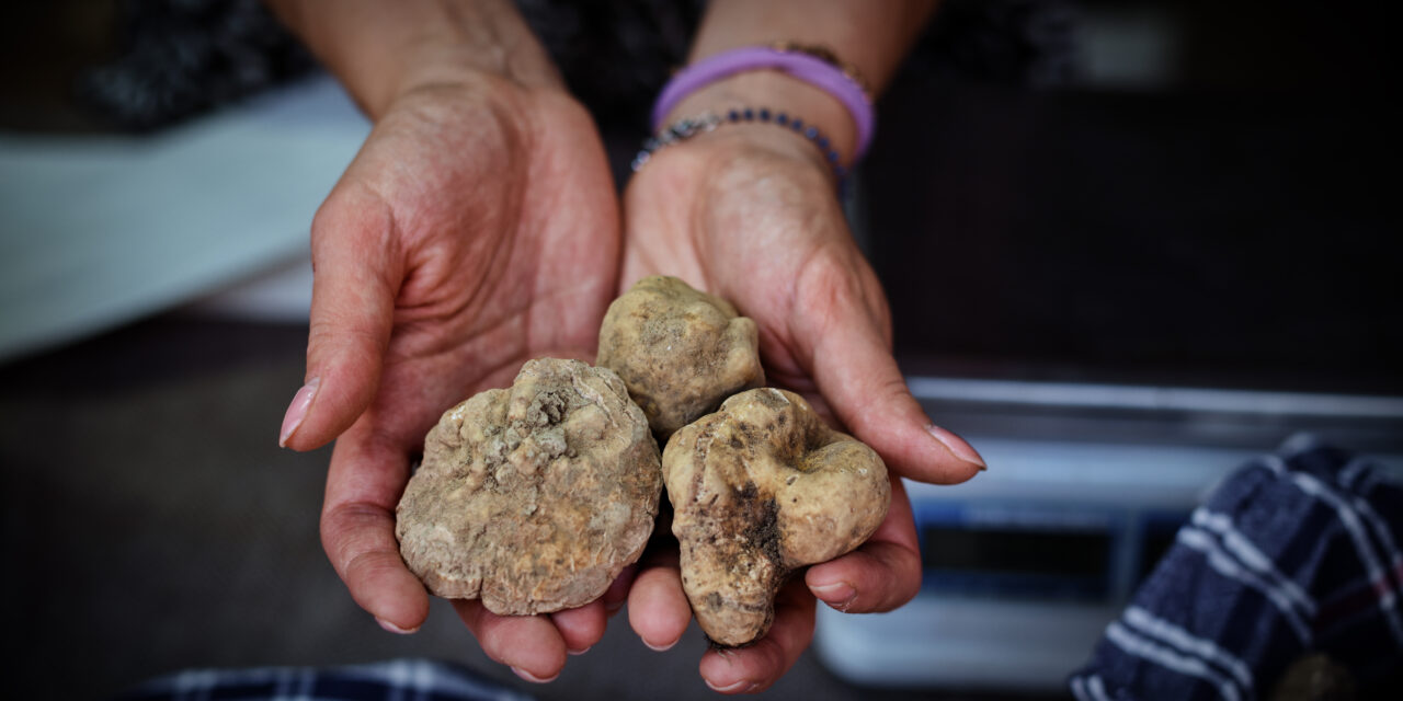 61^ MOSTRA NAZIONALE DEL TARTUFO BIANCO DI SANT’ANGELO IN VADO