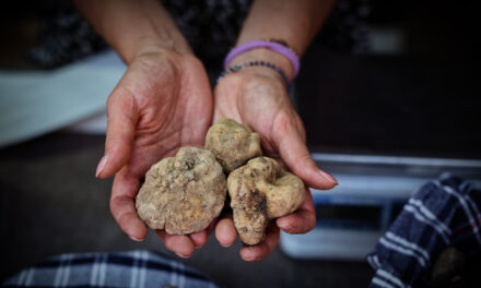 61^ MOSTRA NAZIONALE DEL TARTUFO BIANCO DI SANT’ANGELO IN VADO