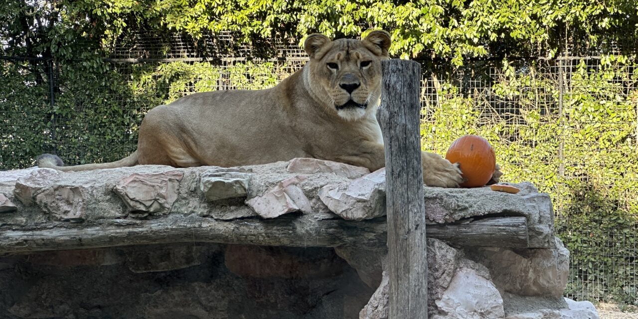 HALLOWEEN AL PARCO ZOO FALCONARA