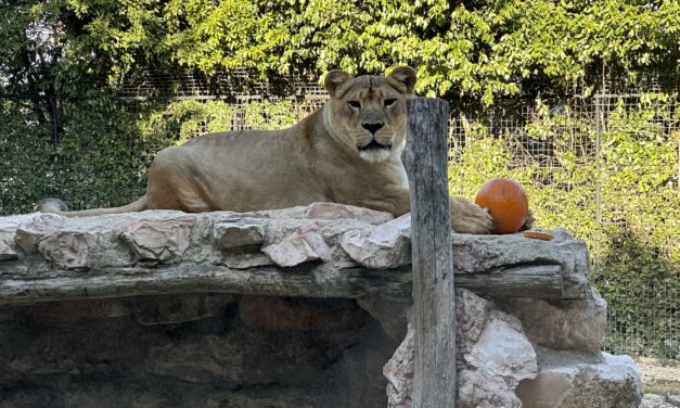 HALLOWEEN AL PARCO ZOO FALCONARA